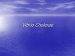 Vibrio Cholerae - Carolinas College