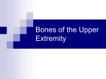 Upper Extremity