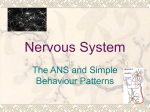 Nervous System