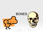 BONES!