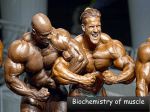 Biochemistry of muscle