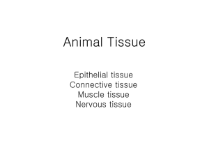 Animal Tissue