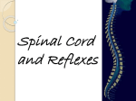 Spinal Cord and Reflexes