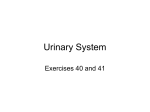 Urinary System