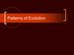 Patterns of Evolution