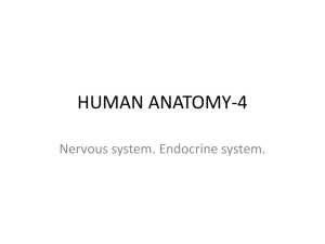 HUMAN ANATOMY