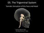 Trigeminal pathways PP