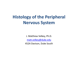 Histology05-NerveTissue