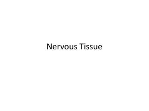 Histology of Nervous Tissue