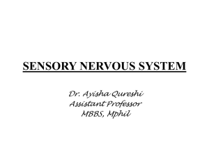 SENSORY NERVOUS SYSTEM