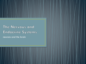 The Nervous System - Canton Local Schools