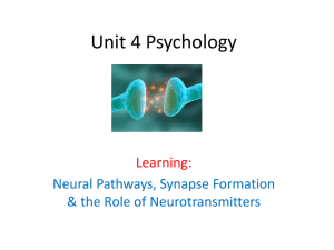 Synapse formation