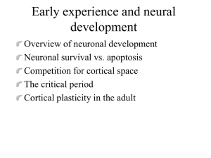 Ocular Dominance Columns