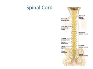 Spinal Cord and Ear - Mrs.Simmons Anatomy & Physiology I Lab IRSC