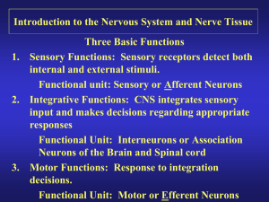 Introduction to the Nervous System and Nerve Tissue