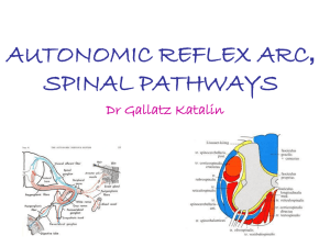 AUTONOMIC REFLEX - Semmelweis University