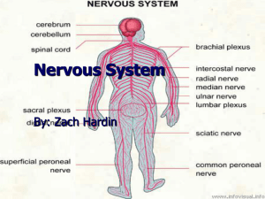 Nervous System