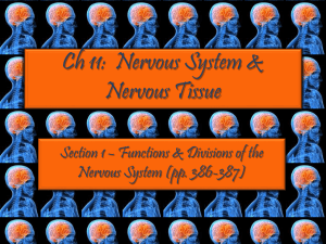 Ch 31: Urinary System