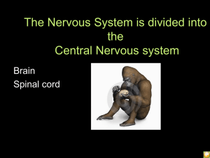 The Nervous System