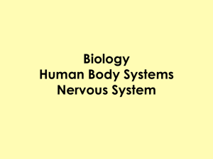 Human Biology Human Body Systems Nervous System