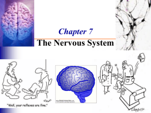 Nerve activates contraction - Silver Falls School District