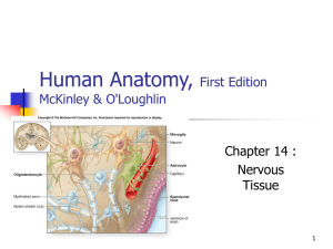 Human Anatomy, First Edition McKinley&O'Loughlin