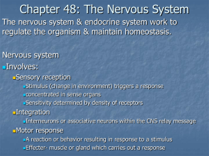 Chapter 48: The Nervous System