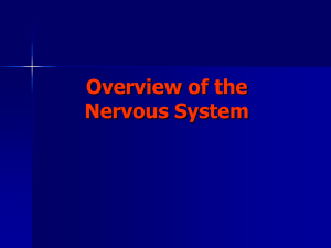 Neuron Structure and Function