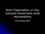 Brain Organization or, why everyone should have some