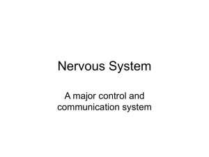 Nervous System