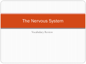 The Nervous System