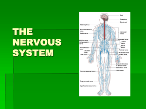 THE NERVOUS SYSTEM