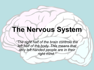 The Nervous System