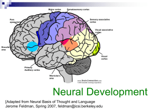 Neural Development