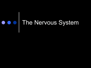 Neurons & the Nervous System