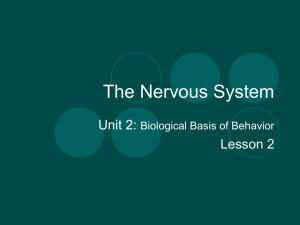 The Nervous System