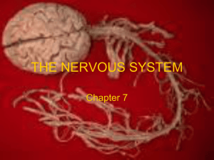 THE NERVOUS SYSTEM