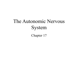 The Autonomic Nervous System