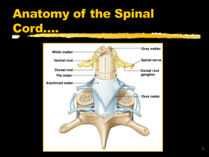 The Nervous System - Fulton County Schools