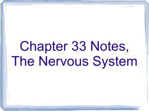 nervous system