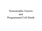 8Neurotrophins PCD