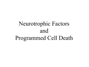 8Neurotrophins PCD