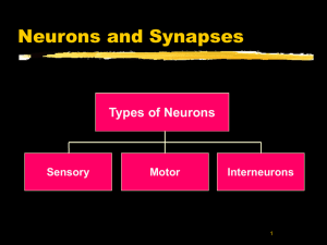 Types of neurons