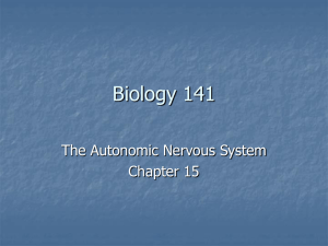 autonomic nervous system