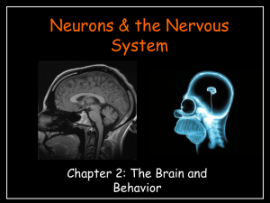 Neurons & the Nervous System