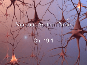 Nervous System Notes