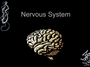 Peripheral Nervous System