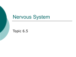 Nervous System