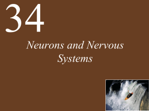 Neurons and Nervous Systems