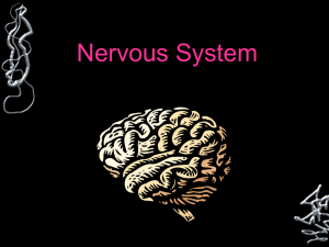 Nervous System - Anderson School District One